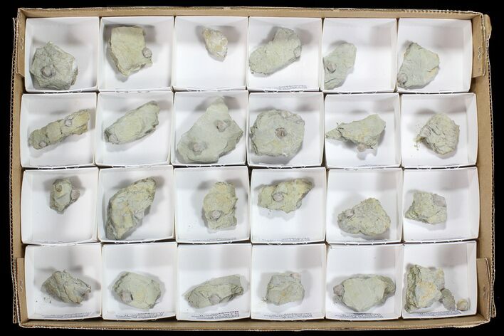 Wholesale Lot of Blastoid Fossils On Shale - Pieces #78176